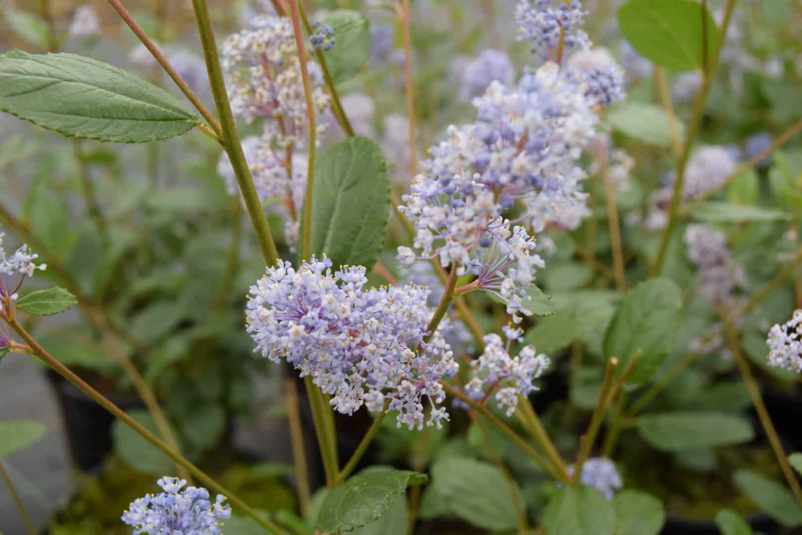 Ceanothus 'Autumnal Blue'